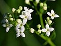 Galium harcynicum detail