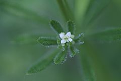 Archivo:Galium spurium var. echinospermon 2