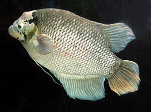 Archivo:Giant.gourami.arp