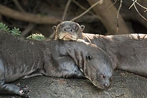 Archivo:Giant otters (Pteronura brasiliensis)