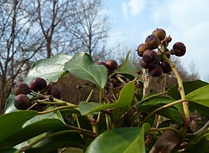 Archivo:Hedera helix with berries2