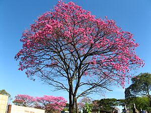 Archivo:Ipê roxo (ype-tabebuia impetiginosa) cemiterio São Paulo Brazil