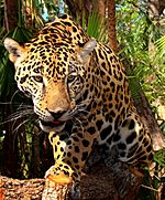 Junior-Jaguar-Belize-Zoo.jpg