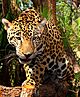 Junior-Jaguar-Belize-Zoo.jpg