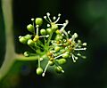 Lambrusque fleur male