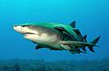 Lemonshark (2)