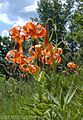 Lilium michiganense 2