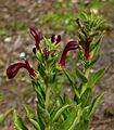 Lobelia polyphylla 2