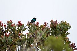 Male malachite sunbird Kilimanjaro