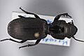 Mecodema dunnorum