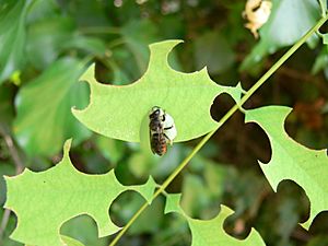 Archivo:Megachile rotundata