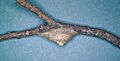 Megalopyge opercularis coccoon