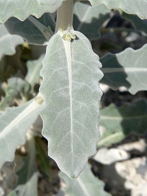 Archivo:Mentzelia leucophylla 4