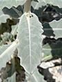 Mentzelia leucophylla 4