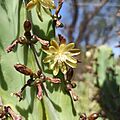 Myrtillocactus geometrizans (Flower)
