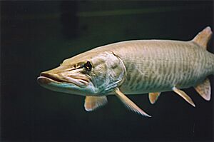 Archivo:Parc aquarium du Québec - brochet