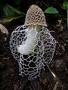Phallus indusiatus 82737507