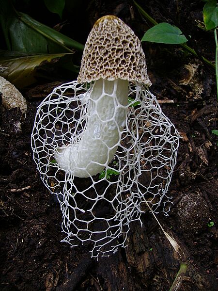 Phallus indusiatus 82737507