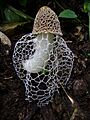 Phallus indusiatus 82737507