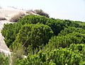 Pinus pinea in dunes Doñana