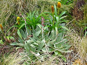 Archivo:Pleurophyllum hookeri