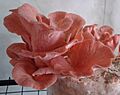 Pleurotus djamor crop