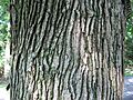 QuercusMacrocarpa