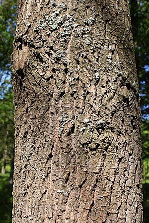 Archivo:Quercus coccinea bark