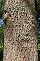 Quercus coccinea bark