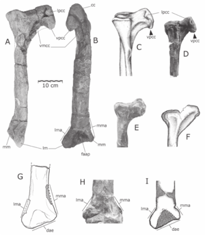 Archivo:Quilmesaurus and Abelisauridae tibiae