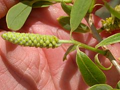Archivo:Salix amygdaloides (4018709988)