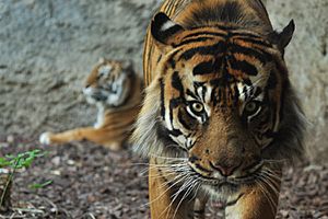Archivo:Sumatran-Tiger-mnemorino-web