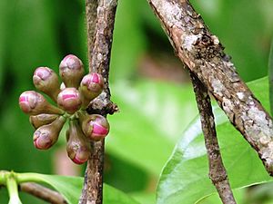 Archivo:Syzygium malaccense at Kadavoor