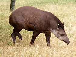 Archivo:Tapir anta