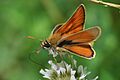 Thymelicus sylvestris m1