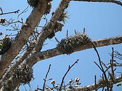 Tillandsia xerographica (TS) 2-06429.jpg