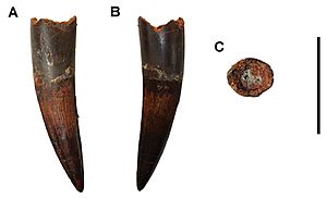 Archivo:Tooth of Spinosaurus aegyptiacus