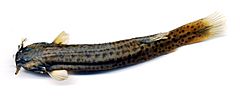 Trichomycterus caliensis (16797019285).jpg
