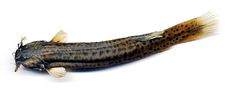 Trichomycterus caliensis (16797019285)