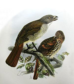 Archivo:Turnagra capensis