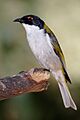 White-naped honeyeater