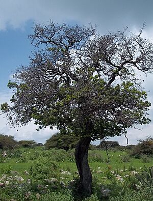 Archivo:Árbol de Tejocote en Cerro Mesa Ahumada