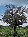 Árbol de Tejocote en Cerro Mesa Ahumada