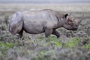 Archivo:2012 Black Rhinoceros Gemsbokvlakte