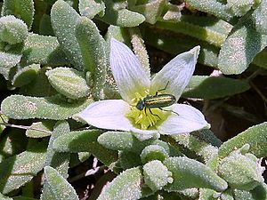 Archivo:A.hispanicum-flor-1