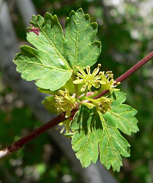 Archivo:Acer glabrum var diffusum 4