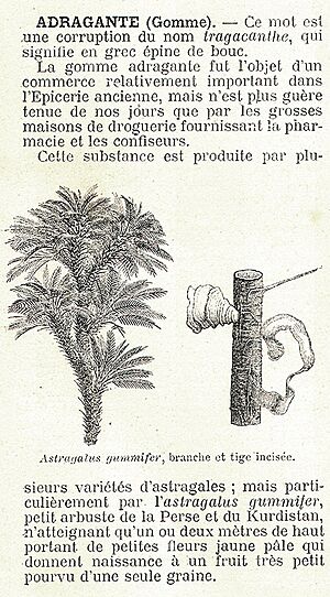 Archivo:Adragante texte epicier