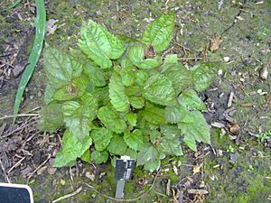 Archivo:Ageratina luciae-brauniae