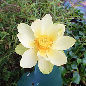 Archivo:American Lotus (Nelumbo lutea) 01