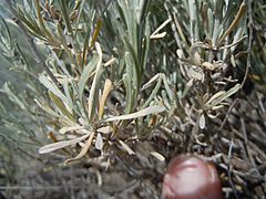 Artemisia cana subsp. viscidula (5453575173).jpg